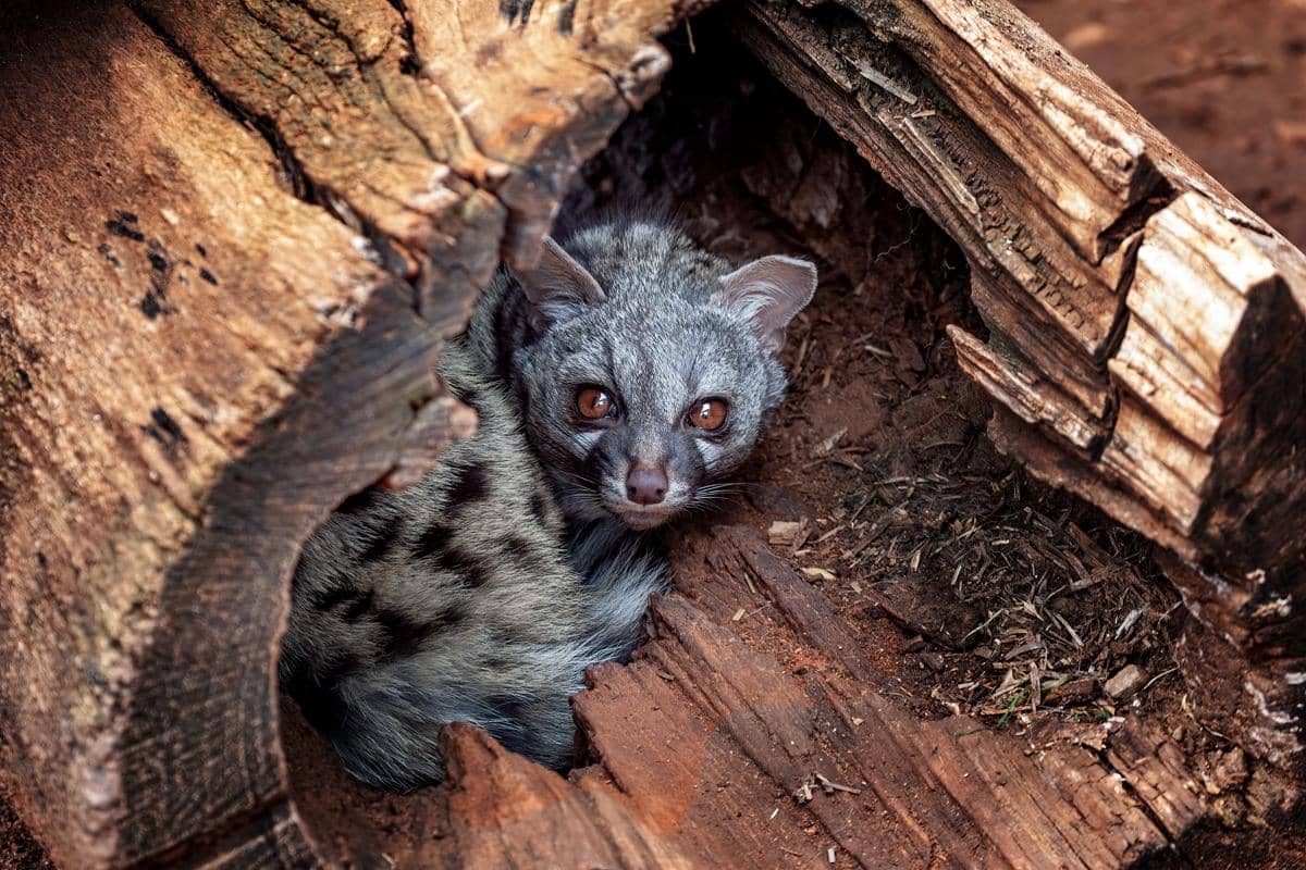 Ilustrasi seekor musang luwak bertubuh ramping dengan wajah khas, dari koleksi Pexels karya Erwan Grey.