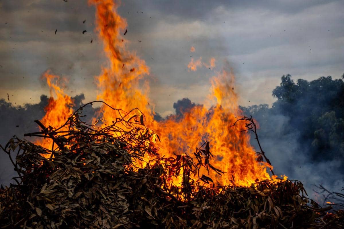 Ilustrasi daun dan ranting kering terbakar