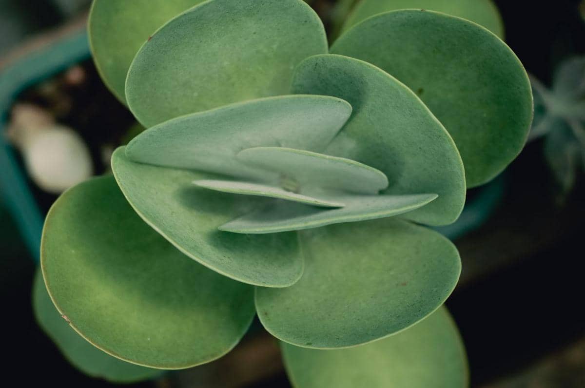Tanaman paddle plant dengan daun sukulen lebar berbentuk bulat pipih yang tumbuh bertumpuk dalam pot