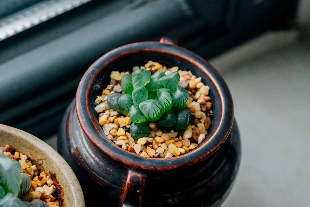 Close-up tanaman haworthia cooperi dengan daun hijau tebal berbentuk roset dan ujung transparan di dalam pot.