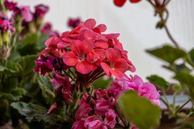 ilustrasi bunga geranium