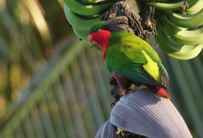 kuhl's lorikeet