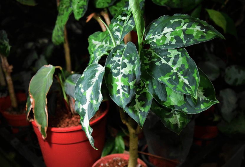 ilustrasi aglaonema pictum