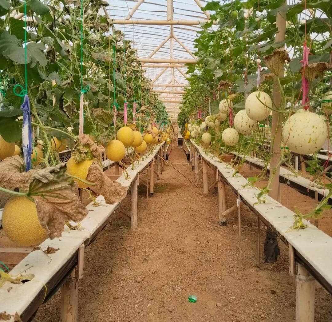 Serunya Petik Melon Premium Langsung dari Kebun Gabe Farm Pringsewu