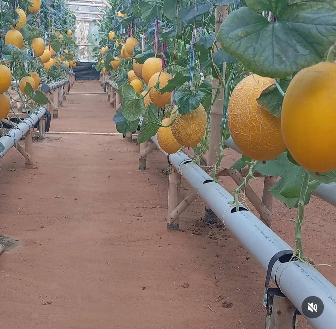 Wisata petik melon di Gabe Fam Pringsewu, Lampung, dengan pengalaman memanen melon langsung di kebun hidroponik.