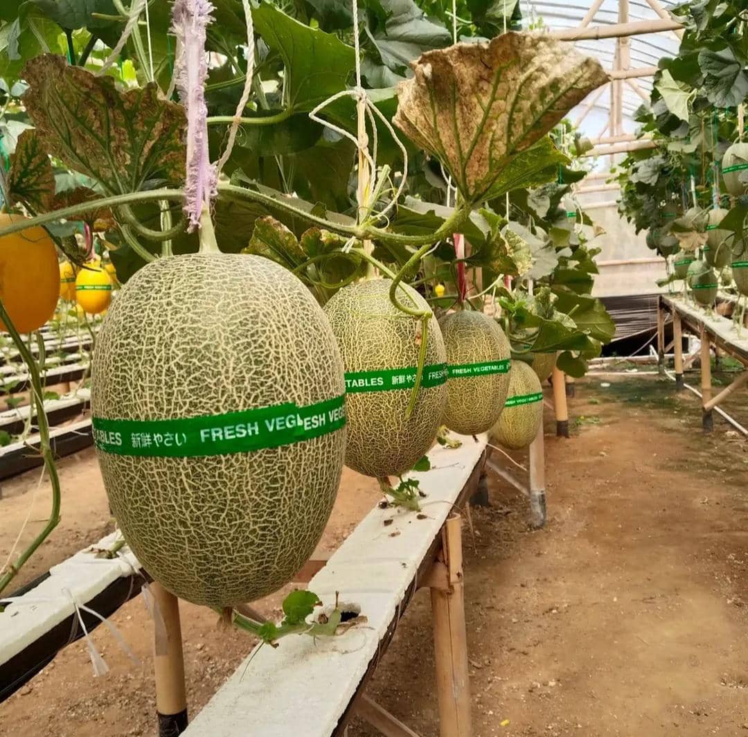 Potret wisata petik melon di Gabe Fam Pringsewu, Lampung, tempat pengunjung dapat memanen buah melon dari kebun.