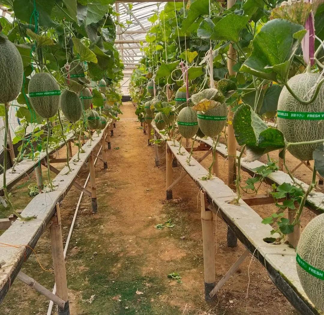 Pengunjung memetik melon matang di kebun hidroponik Gabe Fam, Pringsewu, Lampung, dalam kegiatan wisata petik buah.