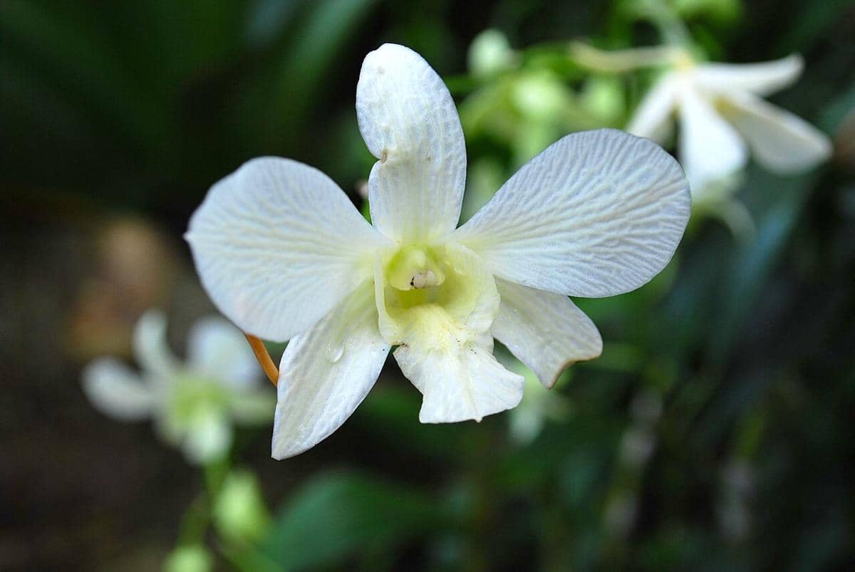 ilustrasi dendrobium