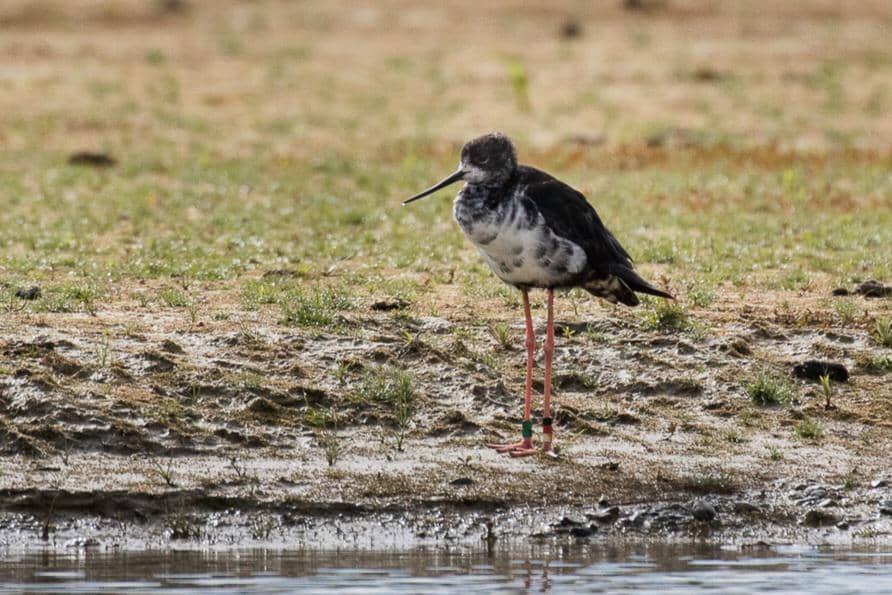 Anakan black stilt punya penampilan berbeda dari individu dewasa.