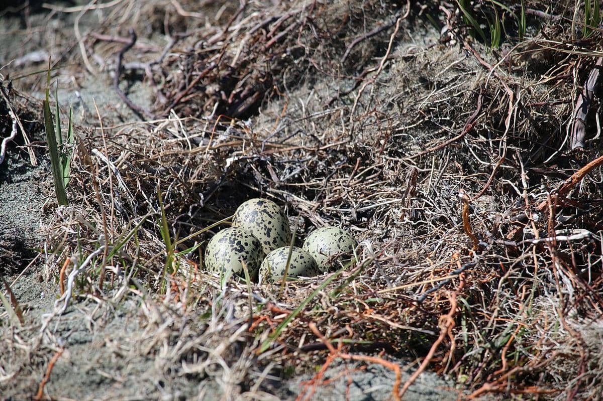 Kumpulan telur dari black stilt yang berada di sarang