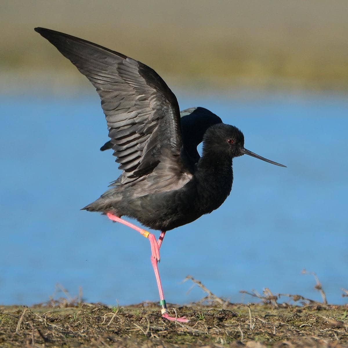 Black stilt