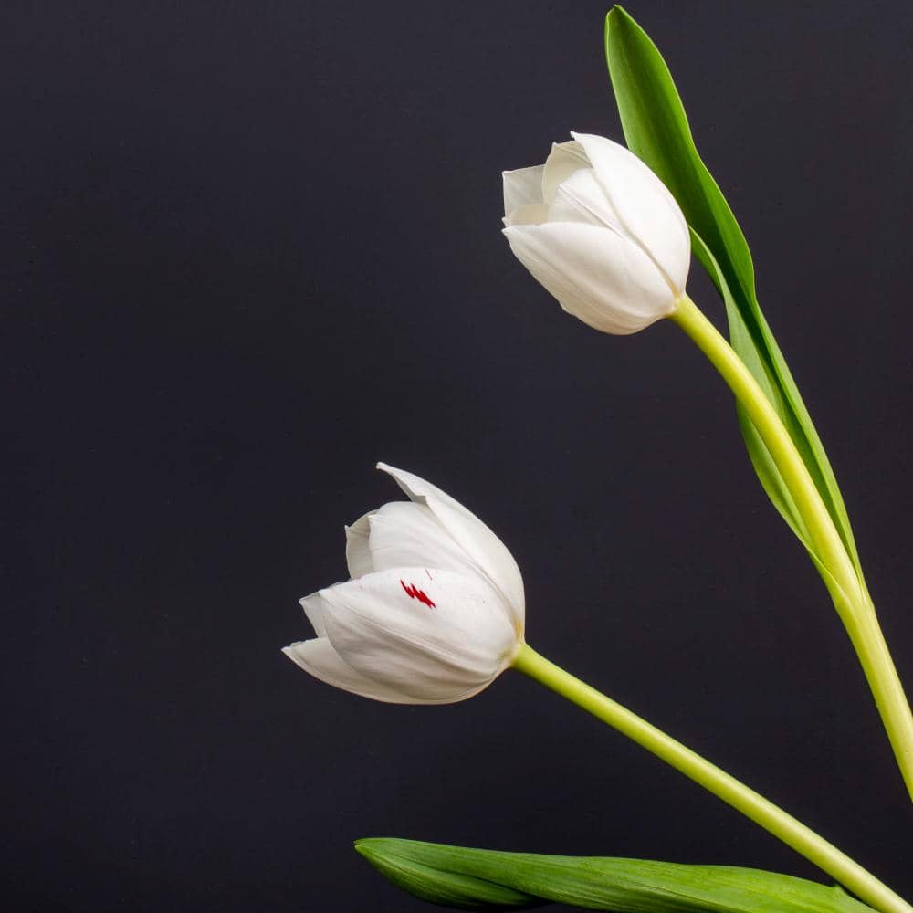 ilustrasi tulip putih