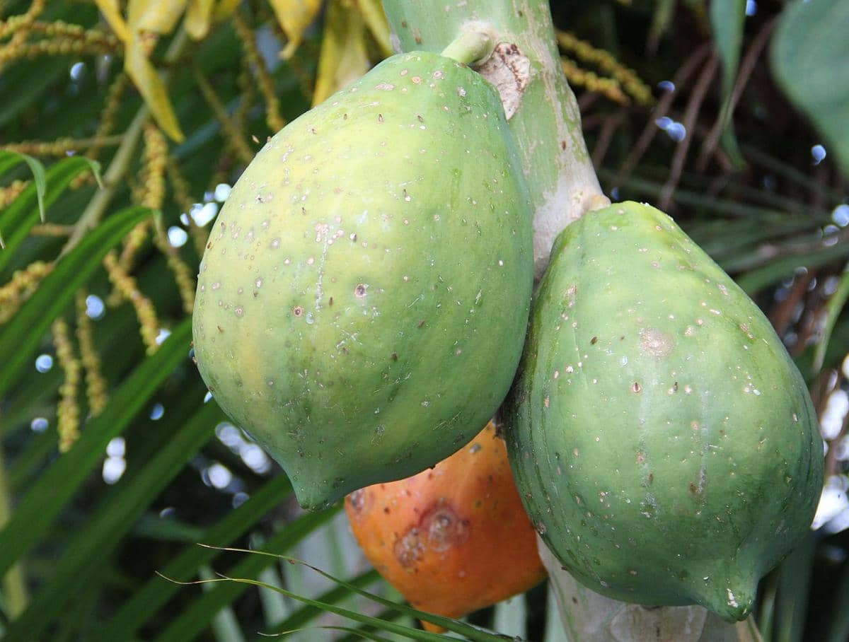 Buah pepaya