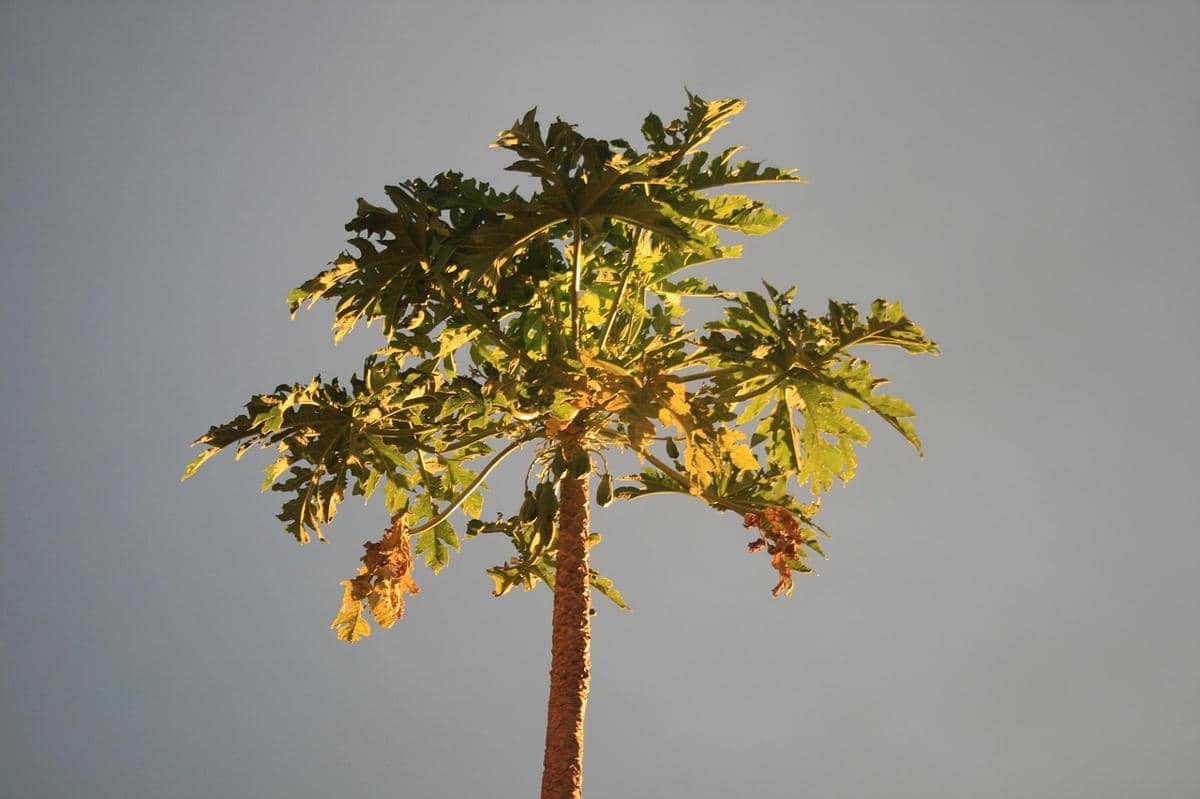 Daun pepaya