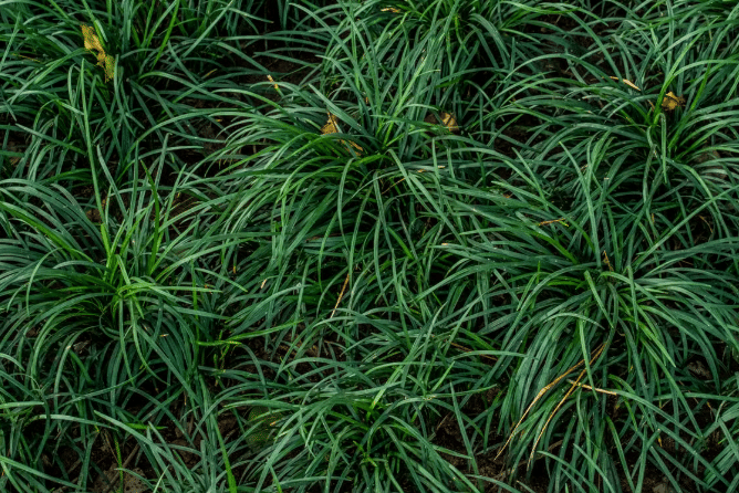 ilustrasi Mondo Grass