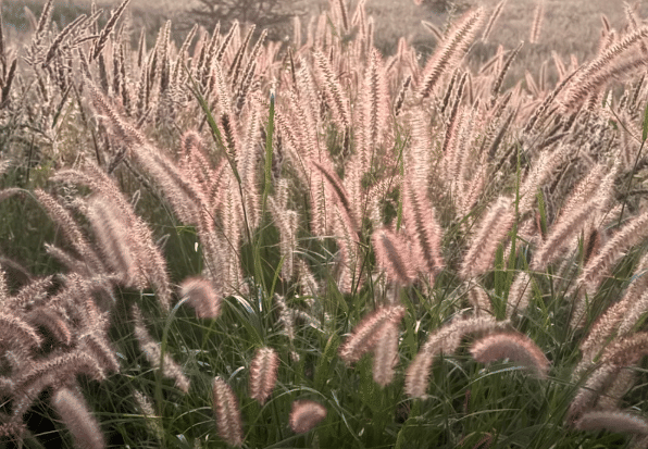 ilustrasi Purple Fountain Grass 
