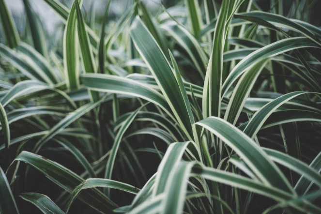 ilustrasi Mondo Grass Variegata