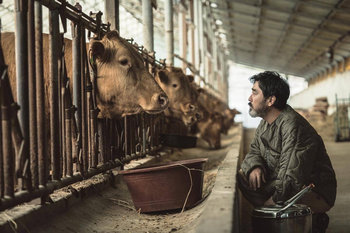 still cut film Cattle Run