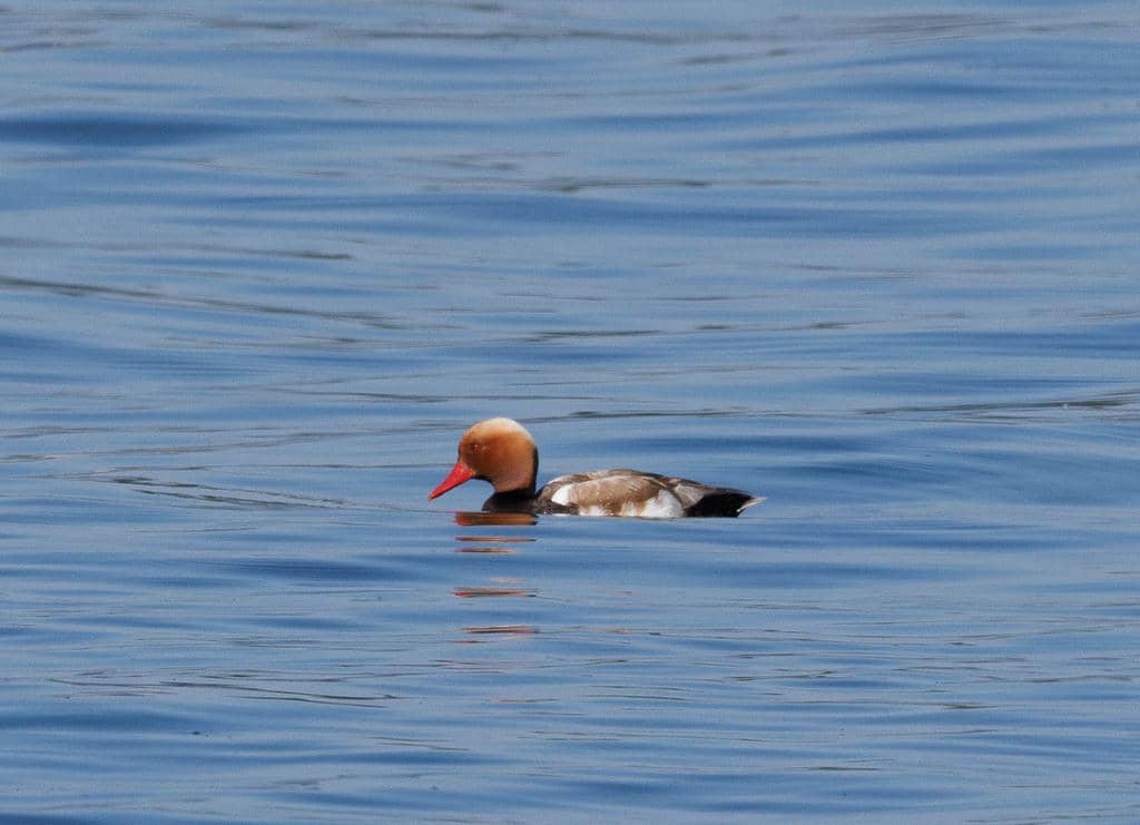 Bebek Netta rufina