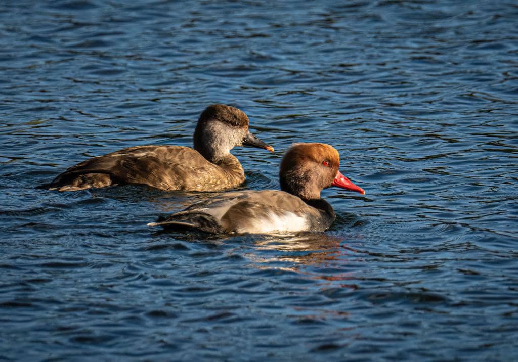 Bebek Netta rufina