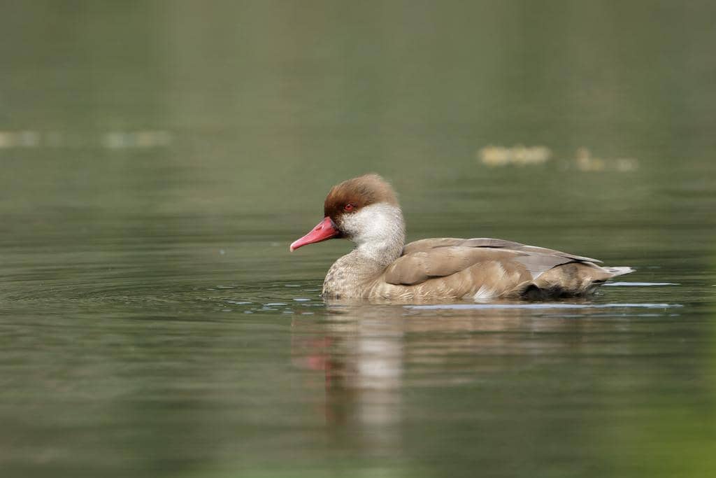 Bebek Netta rufina