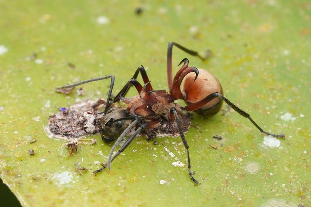 Semut Polyrhachis Bihamata