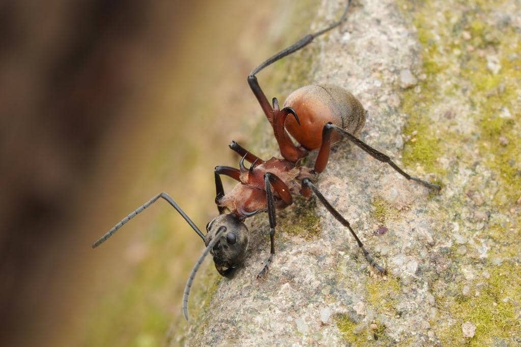 Semut Polyrhachis Bihamata