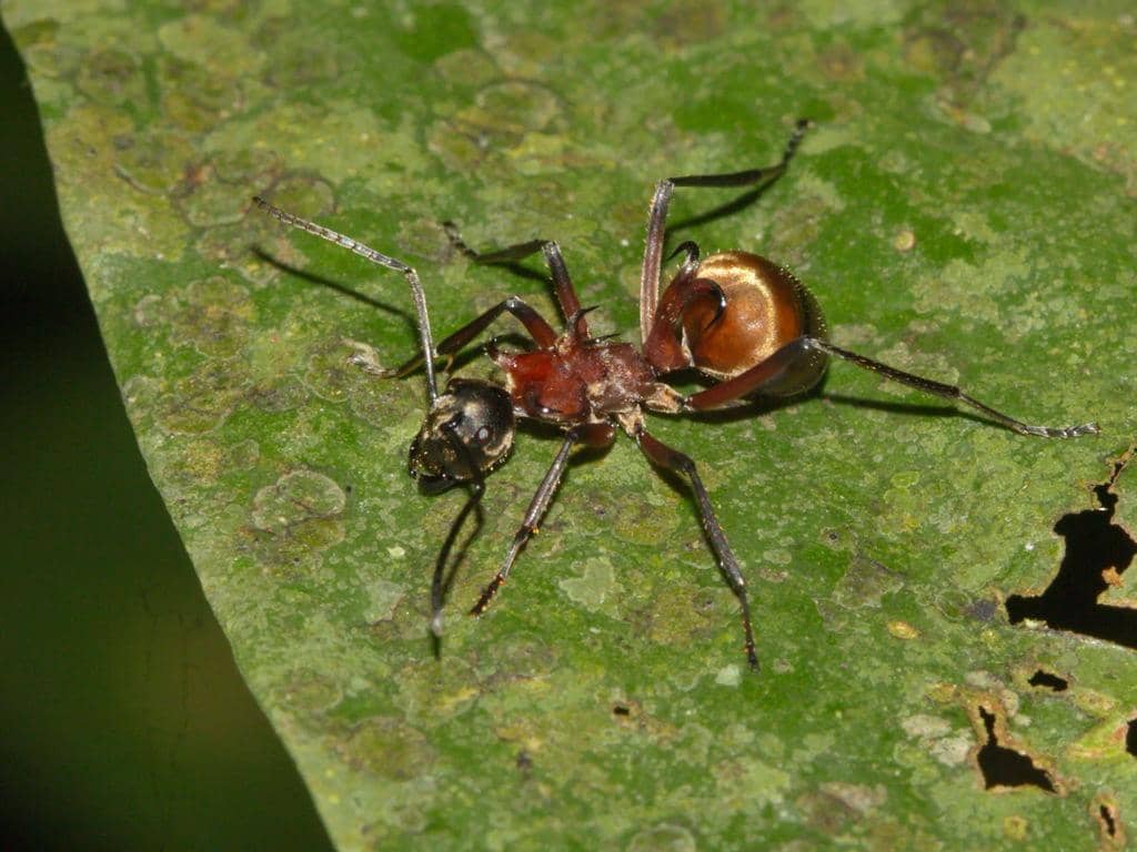 Semut Polyrhachis Bihamata