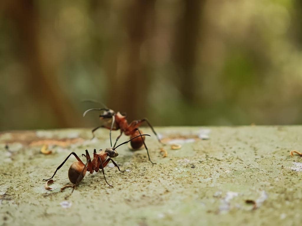 Semut Polyrhachis Bihamata