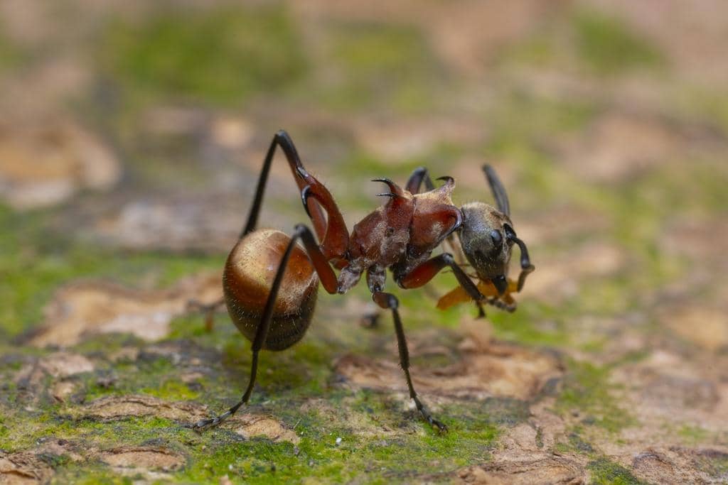 Semut Polyrhachis Bihamata