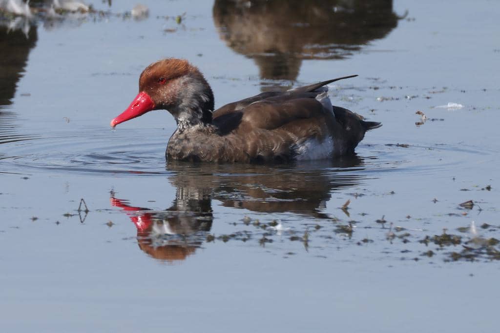 Bebek Netta rufina
