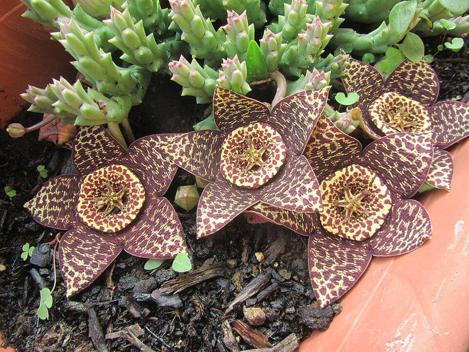 ilustrasi orbea variegata 