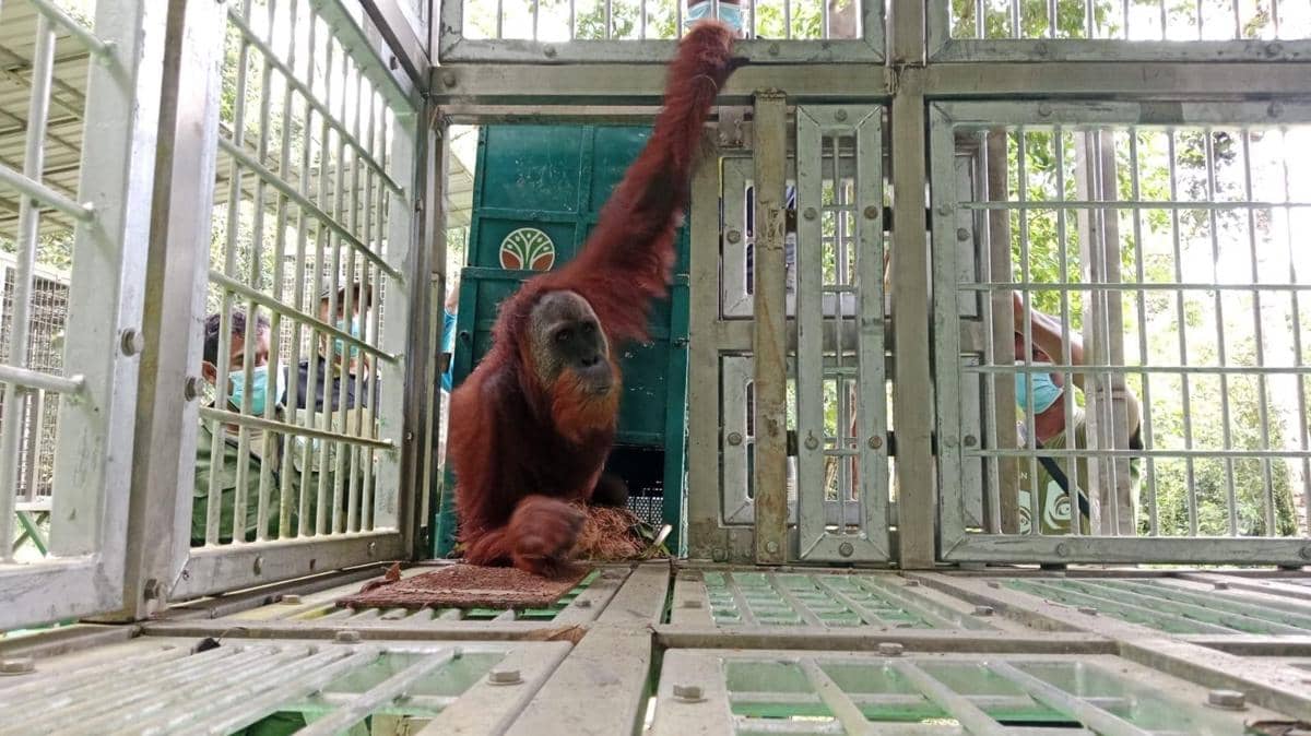 Tiga Orangutan Dilepasliarkan di Hutan Jantho