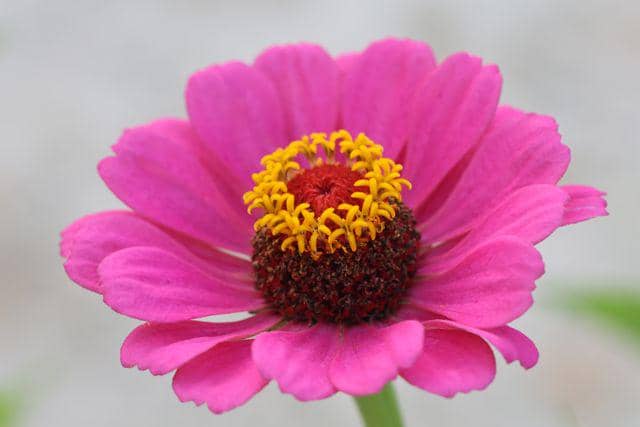ilustrasi zinnia 
