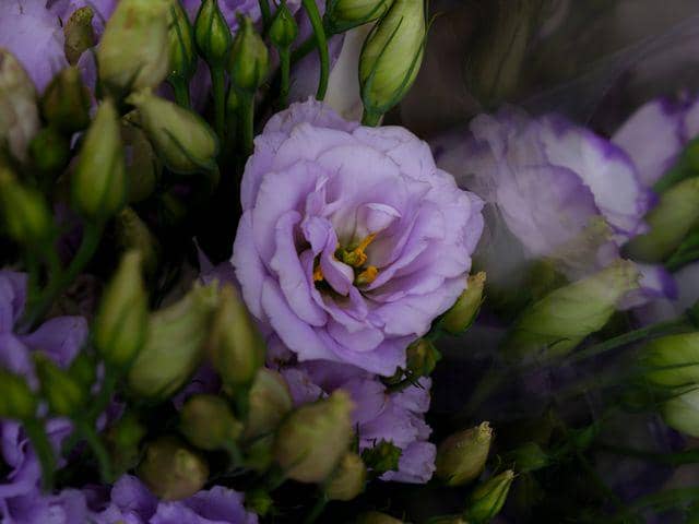 ilustrasi lisianthus ungu muda