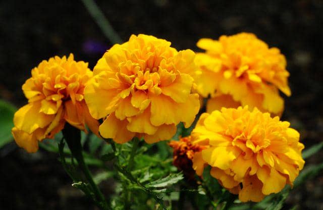 ilustrasi marigold