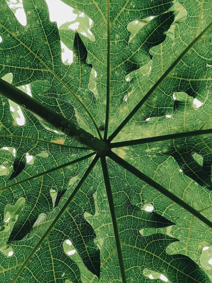 Daun pepaya