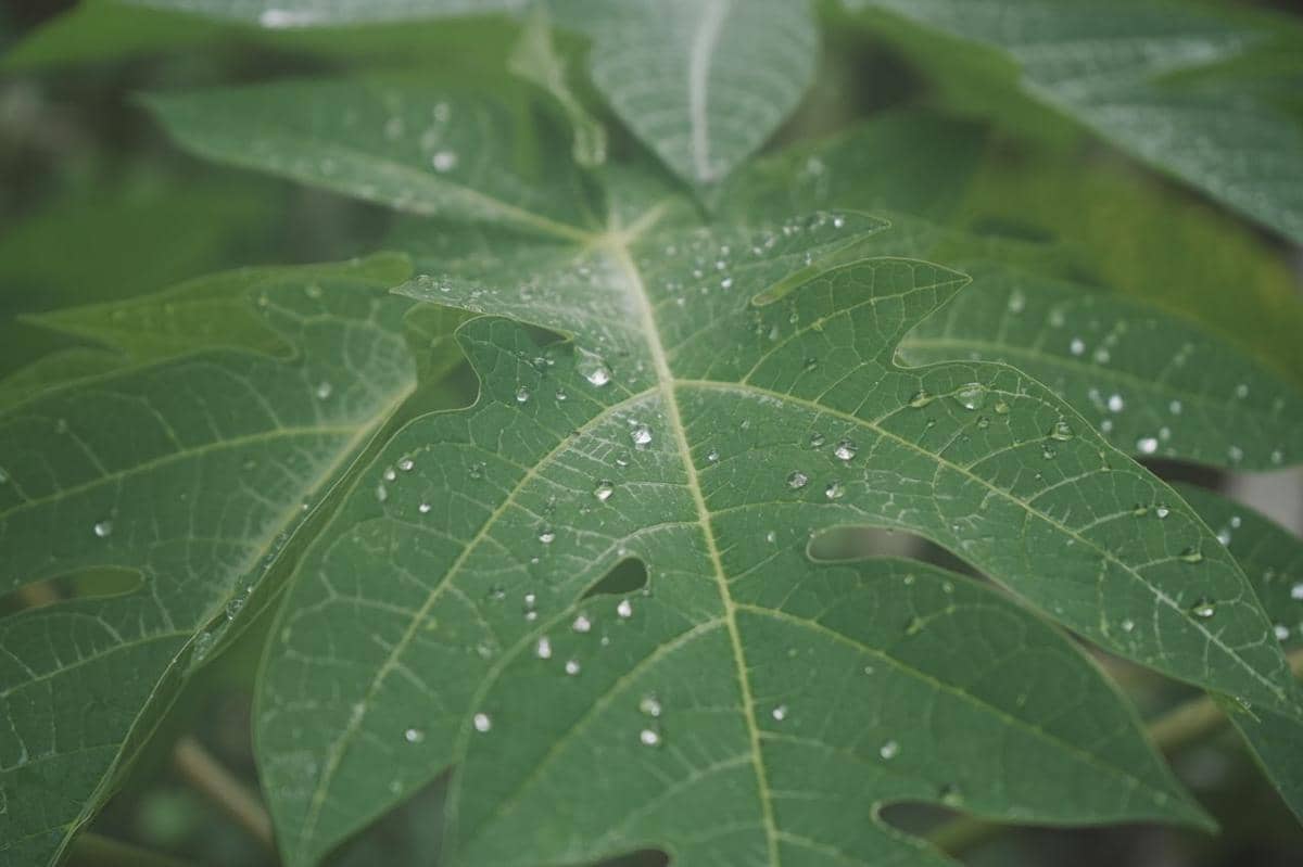 Daun pepaya