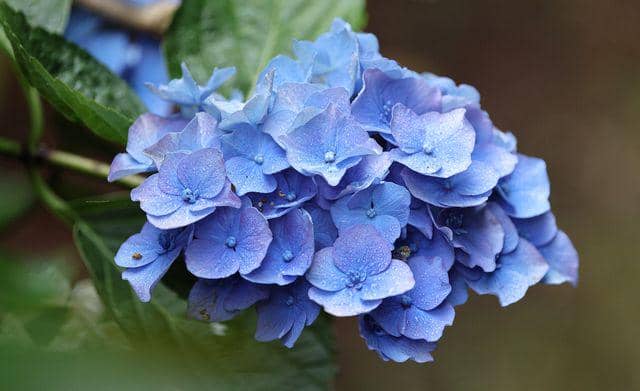 ilustrasi hydrangea biru pastel
