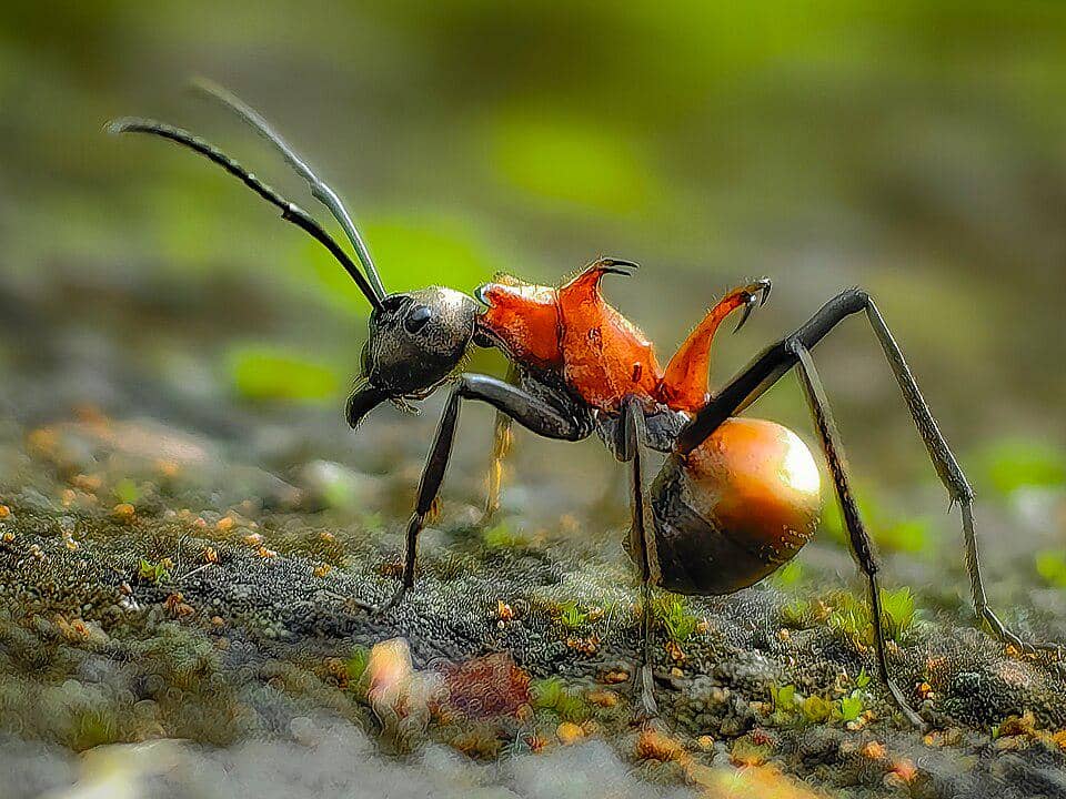 5 Fakta Menarik Polyrhachis Bihamata, Semut dengan Duri Berkait
