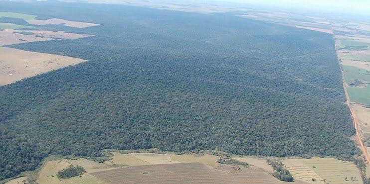 Pemandangan udara sisa-sisa Hutan Atlantik.