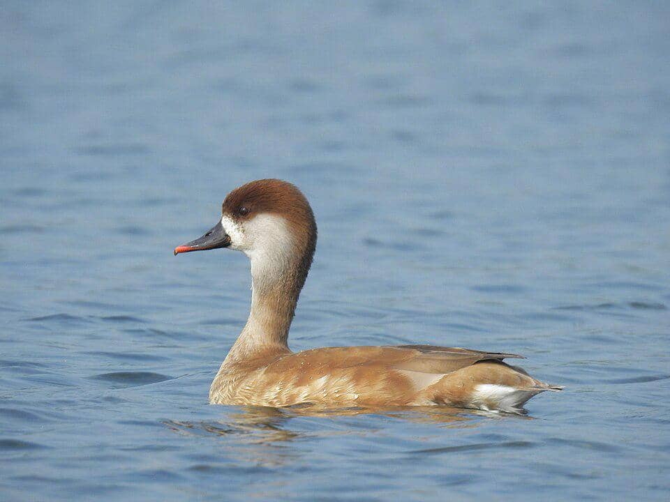 Bebek Betina Netta rufina