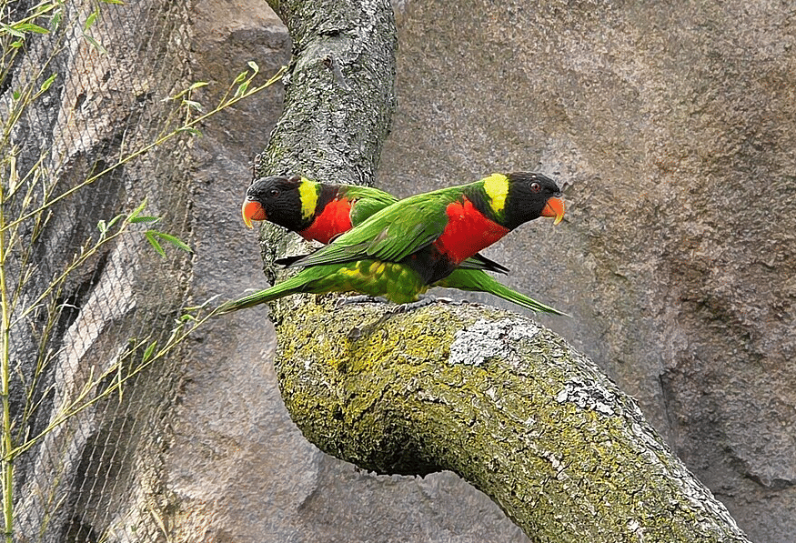 sunset lorikeet