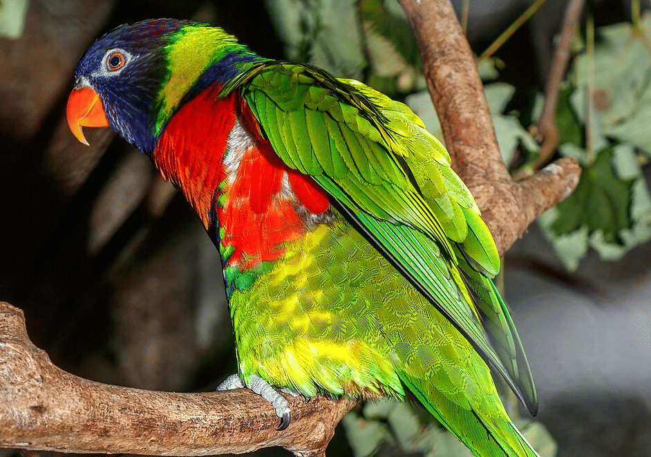 sunset lorikeet