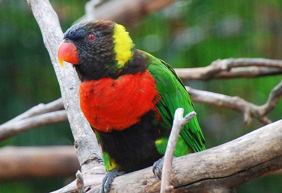 5 Fakta Sunset Lorikeet, Burung Endemik dengan Warna Bulu Memesona