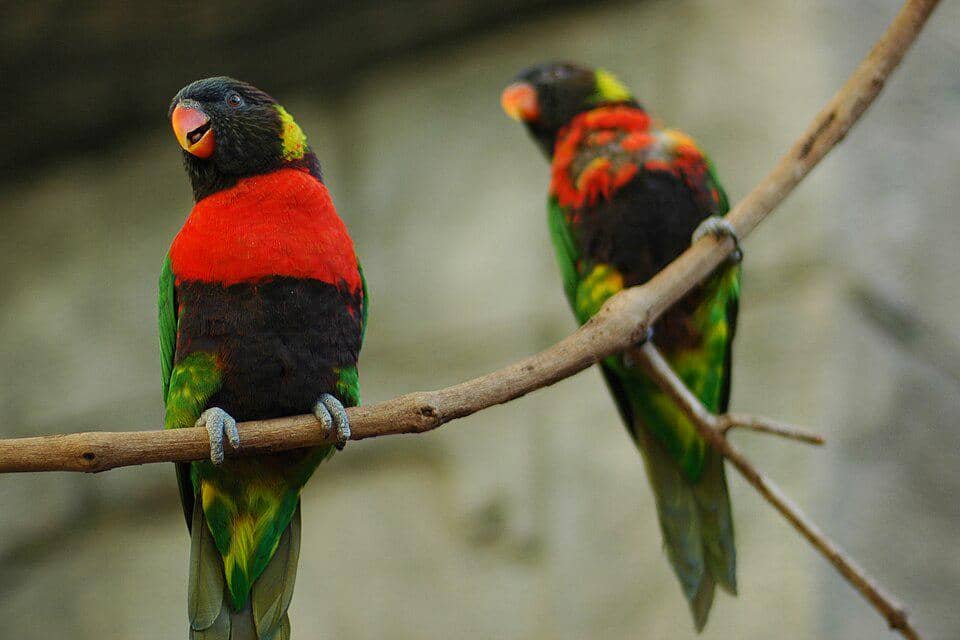 sunset lorikeet