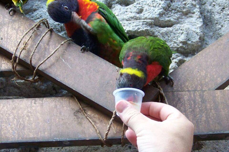 sunset lorikeet