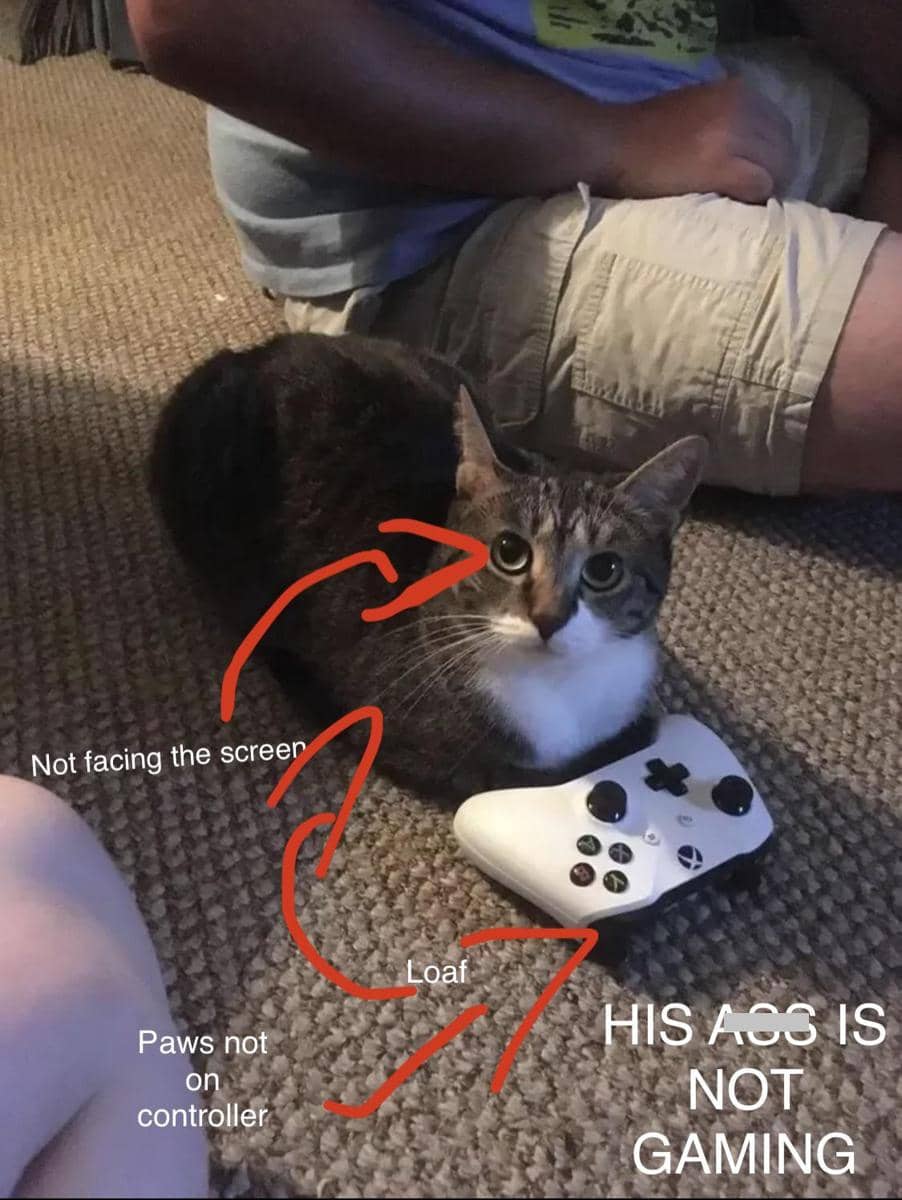 meme kucing main game