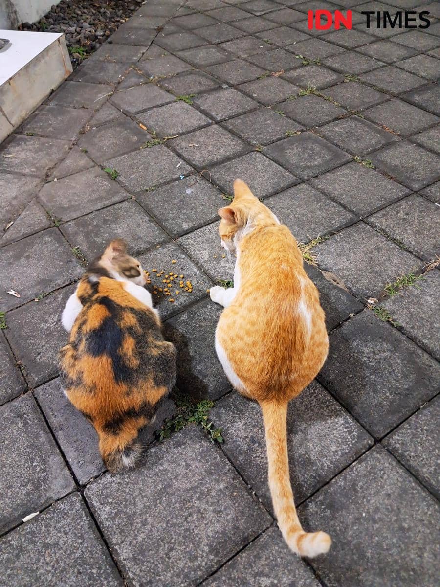 Kucing Lebih Bahagia di Apartemen atau Rumah? Ini Penyebabnya!