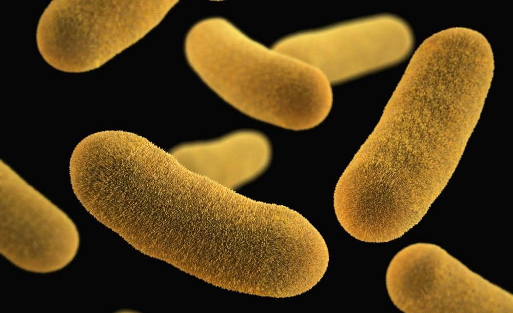 Bakteri Yersinia pestis